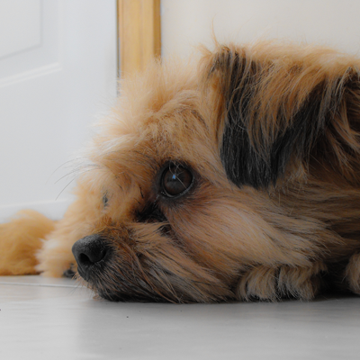 My Dog's Vomiting: Examining the Vomit