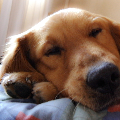 My Dog's Vomiting: Why Is My Dog Throwing up?