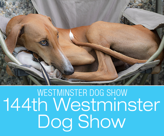 144th Westminster Dog Show: Featuring Youthful Dr. Pol and the ancient Azawakh!