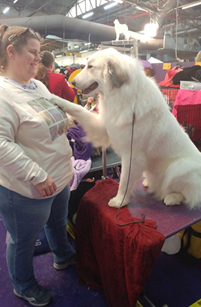 Westminster Dog Show 2020: Insider Interview