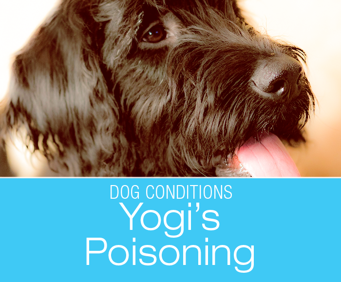 Barbiturate Poisoning in a Dog: Yogi's Sudden Collapse