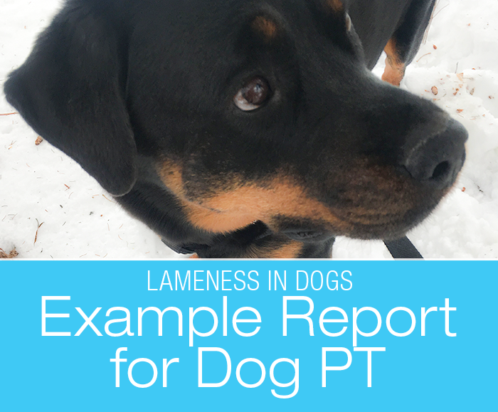 Example Report for Dog PT: Cookie's New Lameness