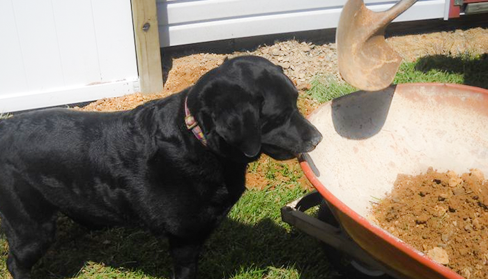 How to Stop Dog Destructive Digging: Can You Dig That Dogs Need To Dig?