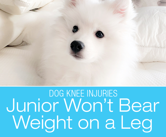 Small Dog Knee Injury: Junior Stops Bearing Weight on his Hind Leg