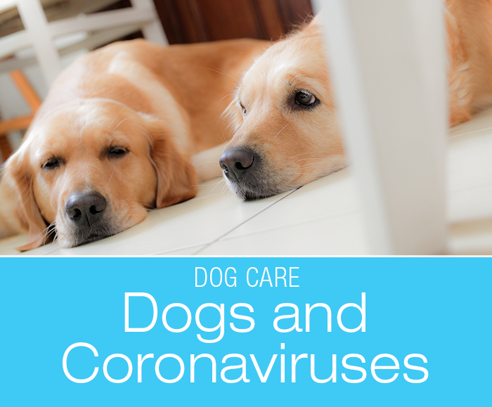 Dogs and Coronaviruses: Do We Share Coronavirus Infections with Dogs?