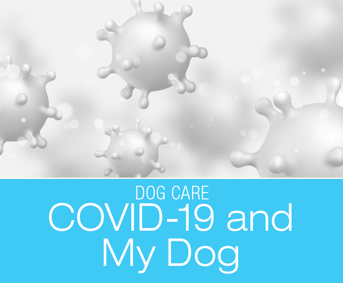 COVID-19 and My Dog: Could My Dog Get It and Could They Infect Me?
