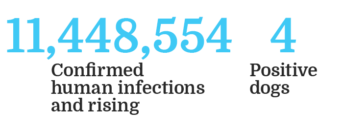 COVID-19 and My Dog: Can My Dog Get It and Could They Infect Me?