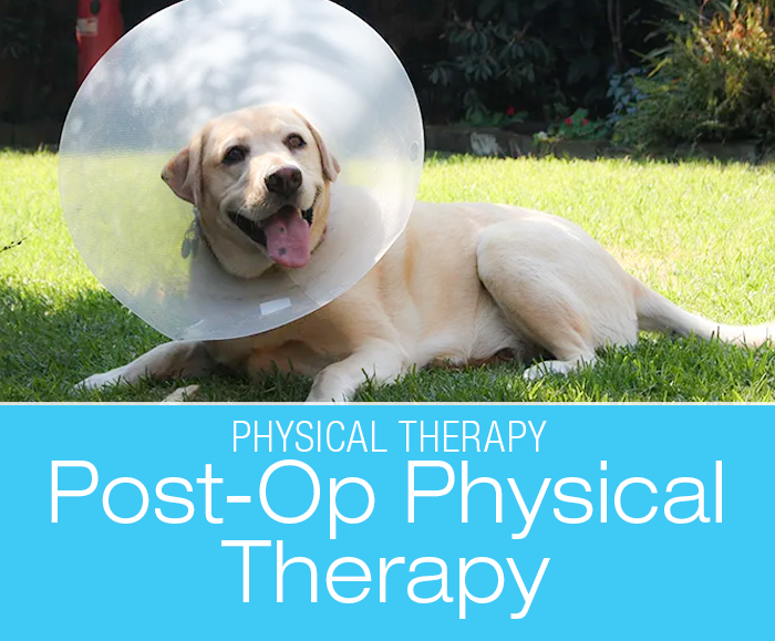 Canine Post-Op Physical Therapy: Best Practices After Your Dog’s Surgery