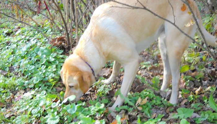 Scent Games Enrichment for Dogs