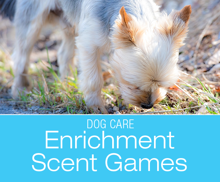 Scent Games Enrichment for Dogs