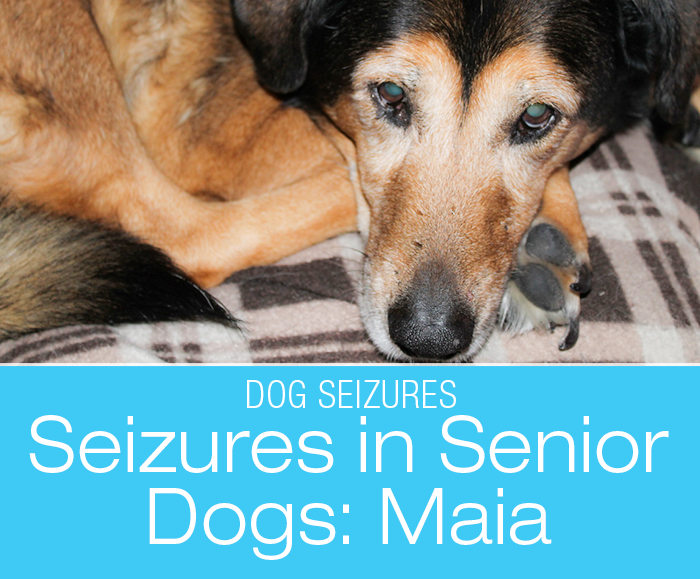 Seizures in Senior Dogs: Maia’s Seizures Missed Diagnosis