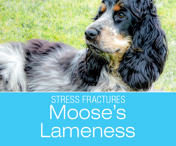 Stress Fracture in a Dog: Moose, the Cocker Spaniel suffered a stress fracture in his front leg