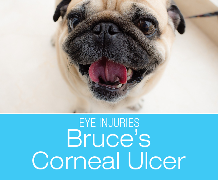 Corneal Ulcer in a Pug: Bruce's Eye Injury: The large, bulging eyes in the brachycephalic breeds look adorable but it makes them susceptible to injury.