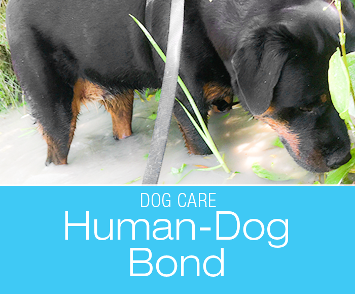 Improving the Human-Dog Bond: How to Have a Better Relationship with Your Dog