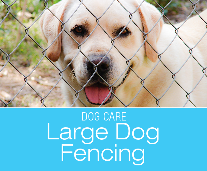 Large Breed Dog Fencing: Humane and Effective Fencing