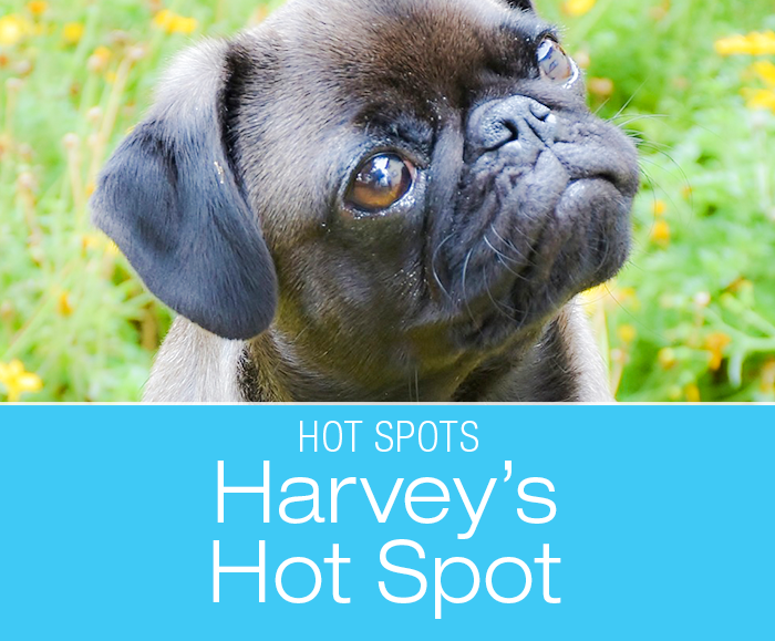 Hot Spots in Dogs: Harvey's Acute Skin Infection