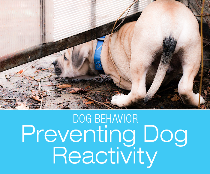 Preventing Dog Reactivity: Don't Let Them Run That Fenceline