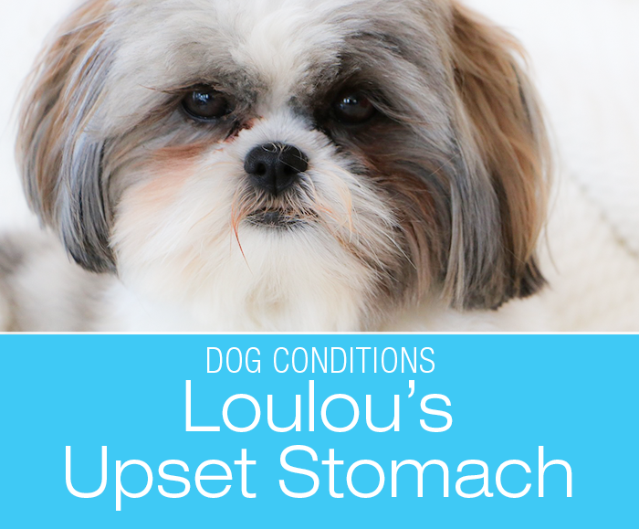 Upset Stomach in a Dog: Lulu's Vomiting