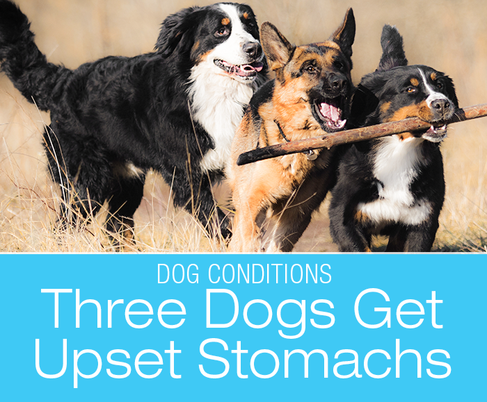 Multiple Dog Household Gastroenteritis: Three Housemates All get Diarrhea and Vomiting