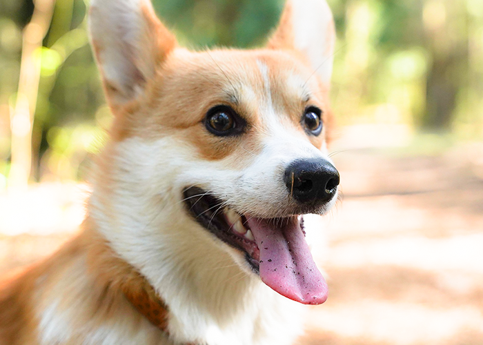 How Do I Relieve My Dog’s Allergies?