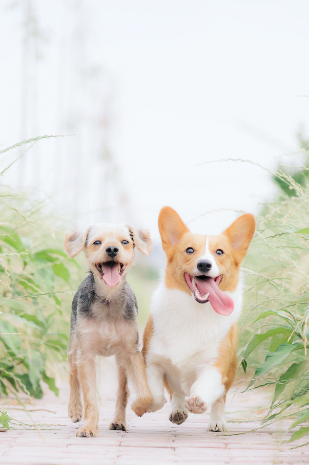What Causes Dog Allergies? What Are the Symptoms?