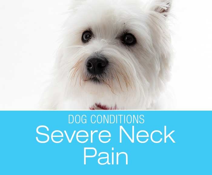 Severe Neck Pain in a Dog: Andy's Story