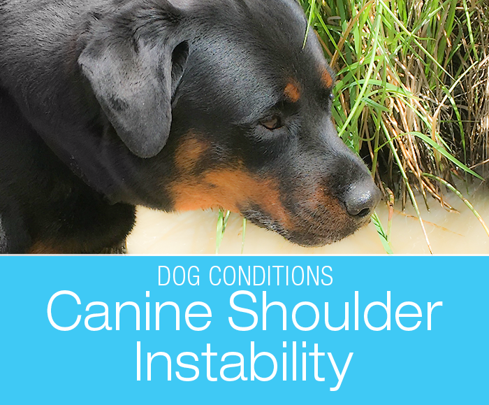 Shoulder Injuries in Dogs: Is Cookie Suffering From Medial Shoulder Syndrome (MSS) or Instability (MSI)?