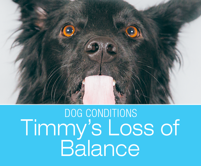 Loss of Balance in a Dog: Timmy Develops a Head Tilt and Starts Falling into His Side