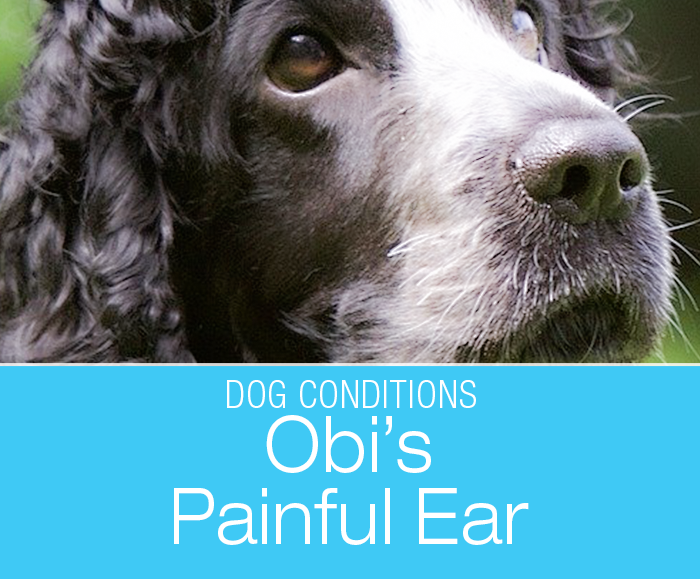 Acute Ear Pain in a Dog: What Caused Obi's Severely Painful Ear?