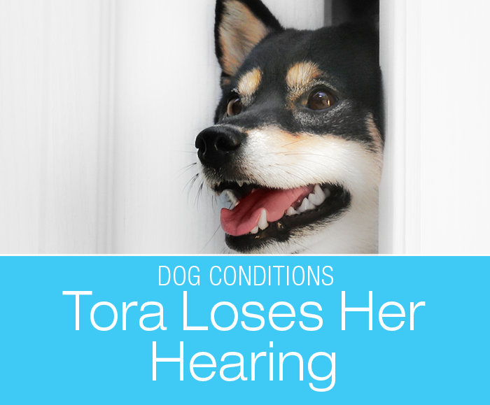 Sudden Deafness in a Dog: Tora Loses Her Hearing. A change in behavior can alert you to important changes in your dog's health.