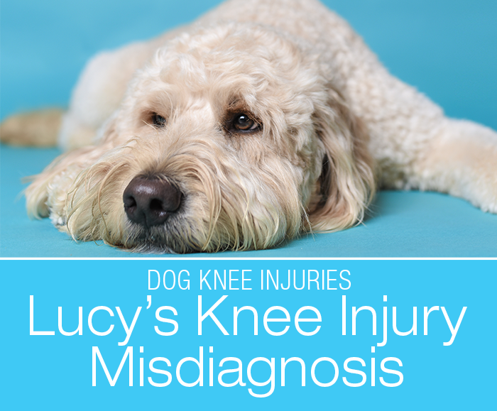 Dog CCL Injury Misdiagnosis: Lucy's Hind Leg Lameness