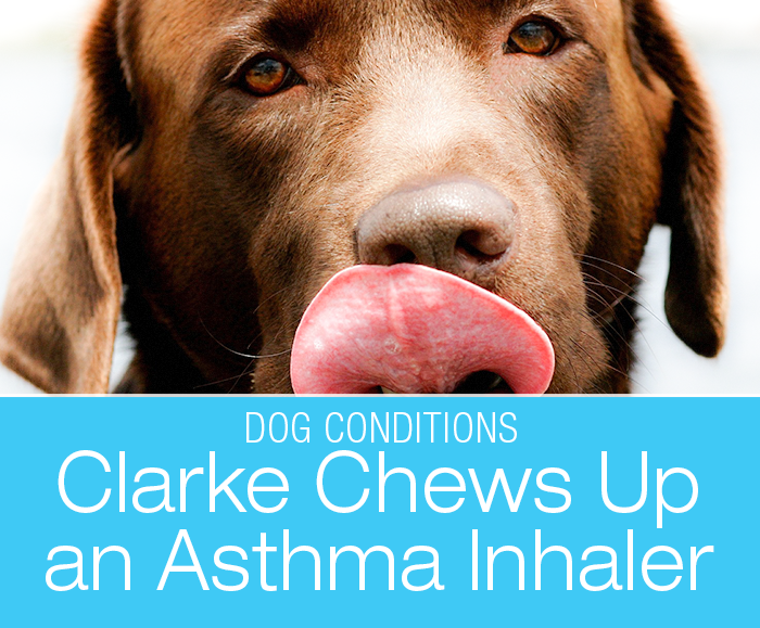 Albuterol Poisoning in a Dog: Clarke Chews Up an Asthma Inhaler