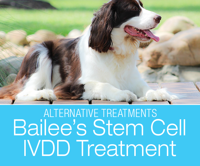 Regenerative Therapy to Treat IVDD? Bailee's IVDD