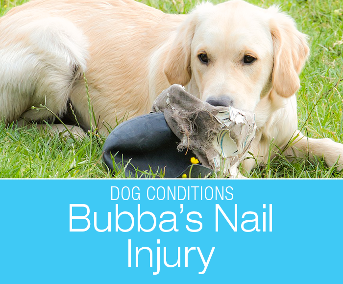 Nail Injury in a Dog: Keep Your Dog's Nails Trimmed—Bubba's Lameness
