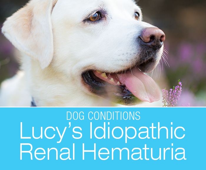 Canine Idiopathic Renal Hematuria: Sclerotherapy—Lucy's Unique Life-Saving Procedure