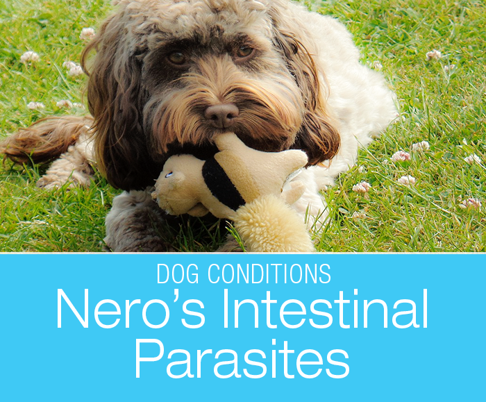 Gastrointestinal Parasites in Dogs: Nero's Spaghetti Diarrhea. Puppies contract intestinal worms through their mother's milk. The parasites' clever life requires multiple treatments to eliminate them from their system.
