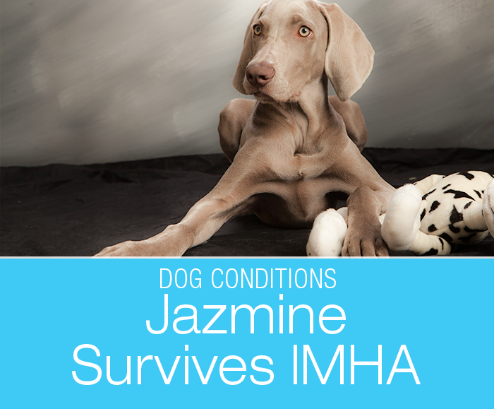 Surviving IMHA: Jazmine's Immune-Mediated Hemolytic Anemia