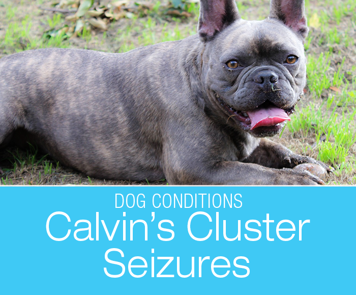 Senior Dog Cluster Seizures: Do you know what is the most common cause of seizure onset in senior dogs?