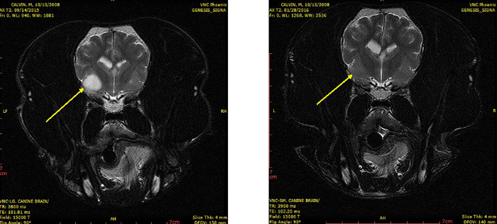 Senior Dog Cluster Seizures: Calvin's Brain Tumor and Stereotactic Radiosurgery (SRS)