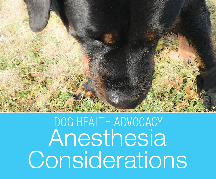 My Rottweiler is Going under Anesthesia: Anesthesia Considerations for Large-Breed Dogs