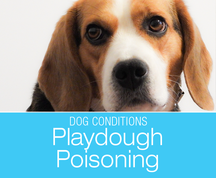 Homemade Playdough Poisoning in a Dog: Daisy's Trip to Veterinary Emergency