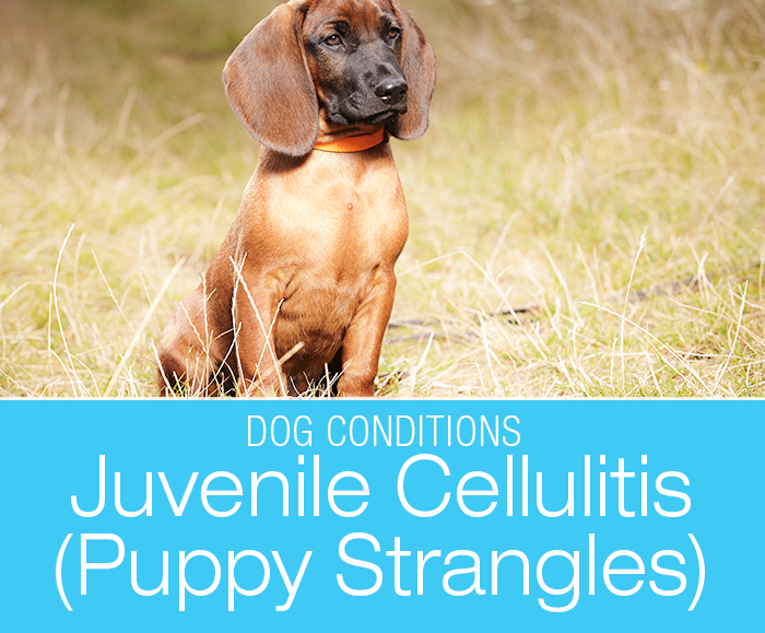 Pain and Neck Swelling in a Dog: Pippa Has Puppy Strangles