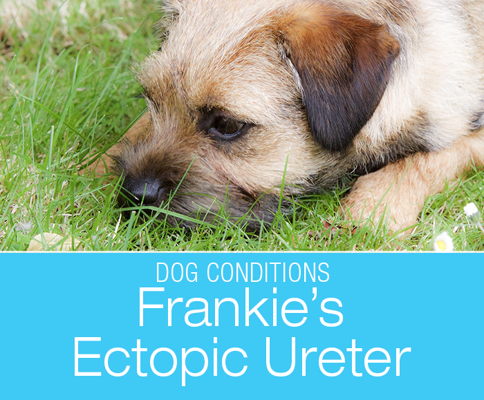 What Is an Ectopic Ureter: Frankie's Urinary Incontinence and Reconstructive Surgery