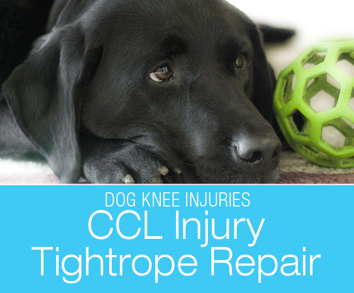 TightRope® CCL Fixation System: Dorie's Knee Surgery. The TightRope surgery was developed as an upgrade to the lateral suture stabilization (LSS) for cruciate injuries in dogs.