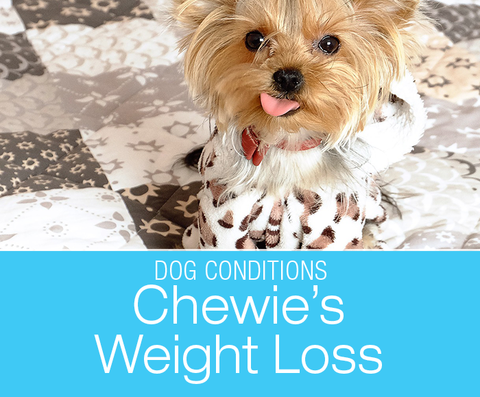 Weight Loss and Excessive Thirst: Chewie's Diabetes Diagnosis