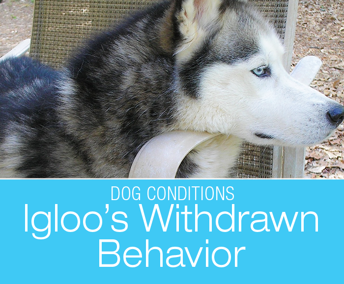 Sudden Withdrawn Behavior in a Dog: Igloo's Change in Behavior and Hiding