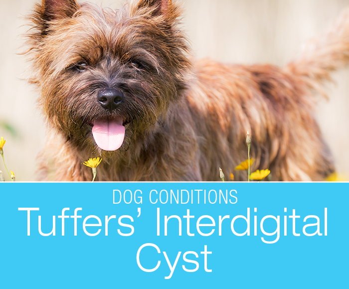Interdigital Cyst in a Dog: Tuffers' Swelling Between Toes/Pododermatitis