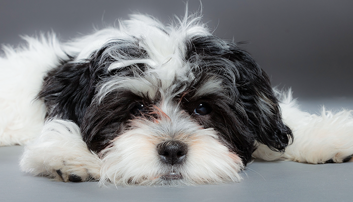 Follicular Cysts in a Dog: Sasha’s Naughty Recurring Skin Growths