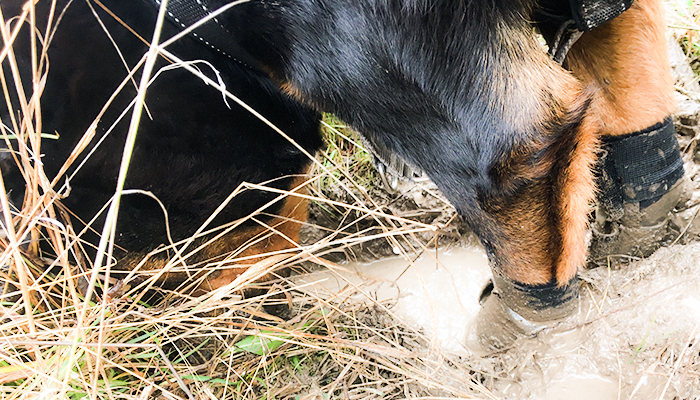Natural Dog Tick Prevention: Changing Dog Tick Prevention Product but Staying Chemical-Free