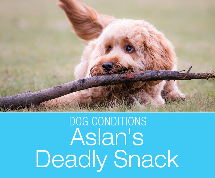 Canine Xylitol Poisoning: Aslan's Deadly Snack